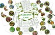 WARSTWY LASU DOBIERANKA PDF