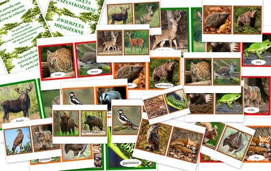ZWIERZĘTA PDF