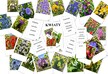 KWIATY I PTAKI ZESTAW PDF (3)