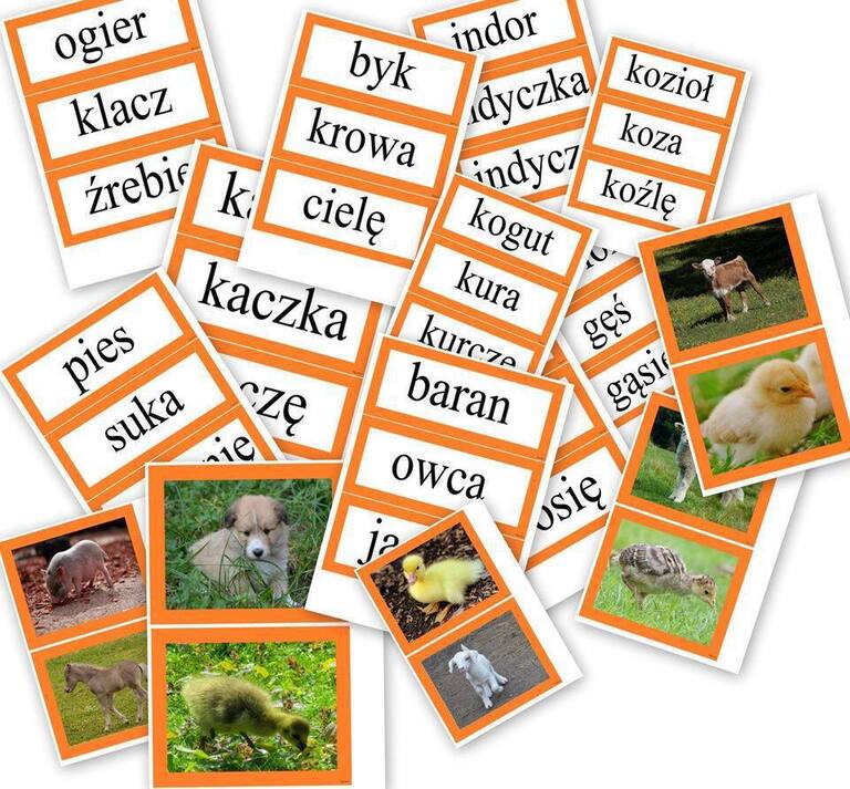 ZWIERZĘTA I ICH MŁODE DOBIERANKA PDF