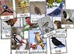 ZIMUJĄCE PTAKI PDF