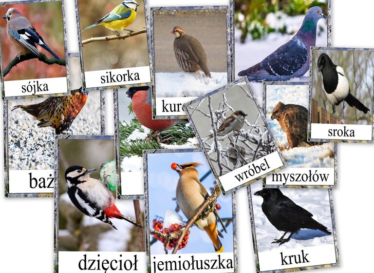 ZIMUJĄCE PTAKI PDF