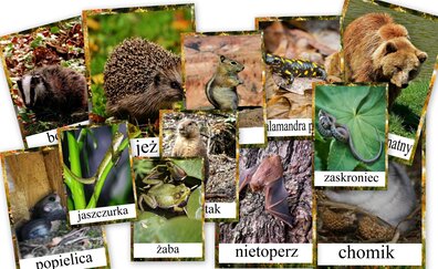 ZWIERZĘTA ZAPADAJACE W SEN ZIMOWY PDF