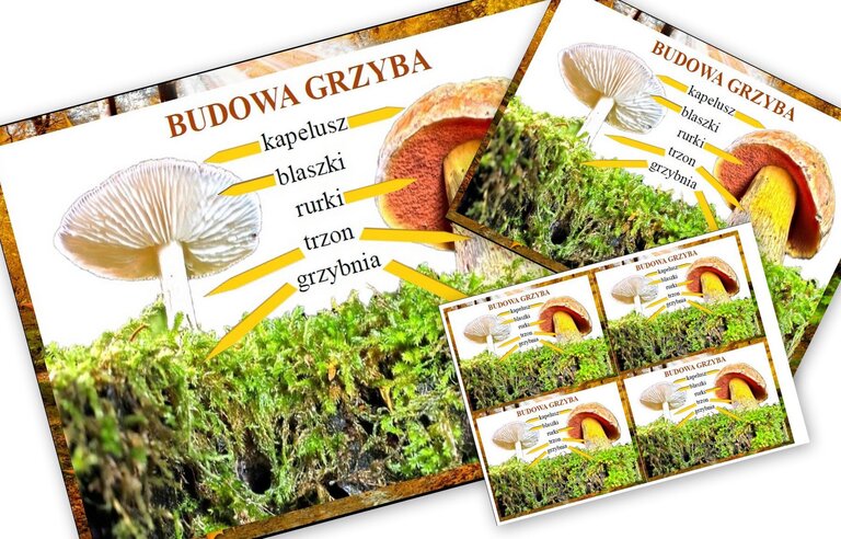 BUDOWA GRZYBA PDF