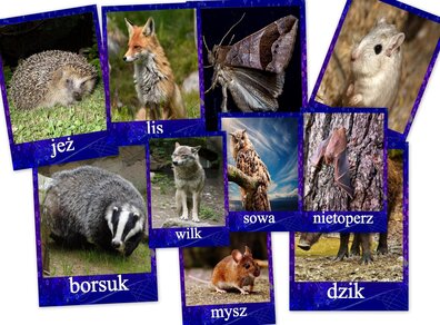 ZWIERZETA AKTYWNE NOCĄ PDF