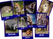 ZWIERZETA AKTYWNE NOCĄ PDF