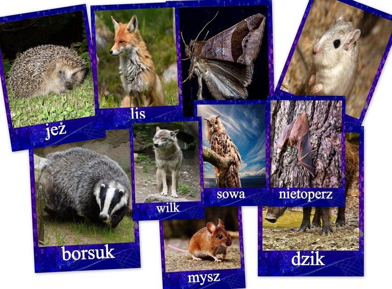 ZWIERZETA AKTYWNE NOCĄ PDF
