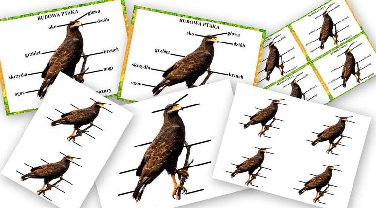 BUDOWA PTAKA PDF