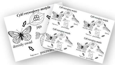 CYKL ROZWOJOWY MOTYLA PDF