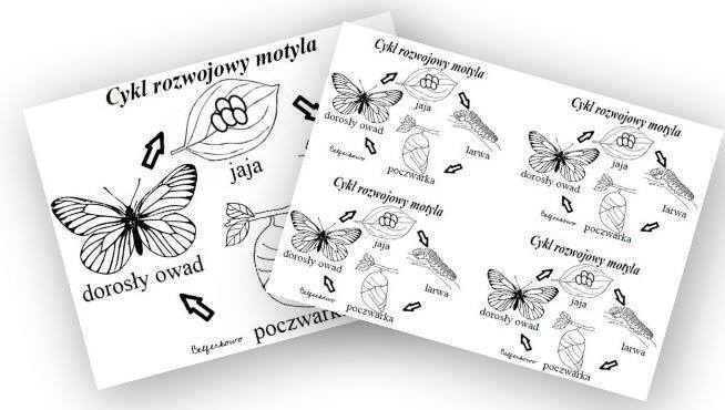 CYKL ROZWOJOWY MOTYLA PDF