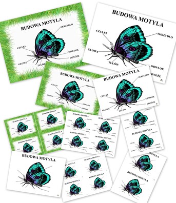 BUDOWA MOTYLA PDF