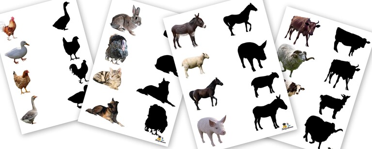 ZWIERZĘTA CIENIE PDF (1)