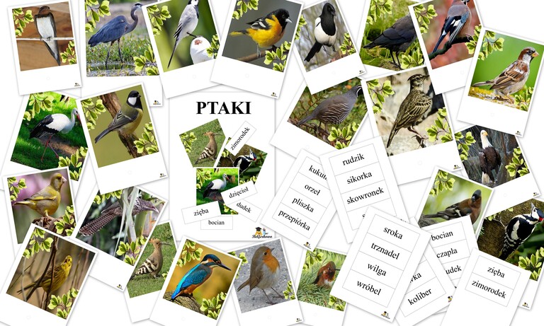 PTAKI KSIĄŻECZKA PDF